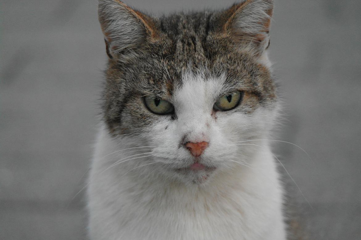 Huskat misser billede 21