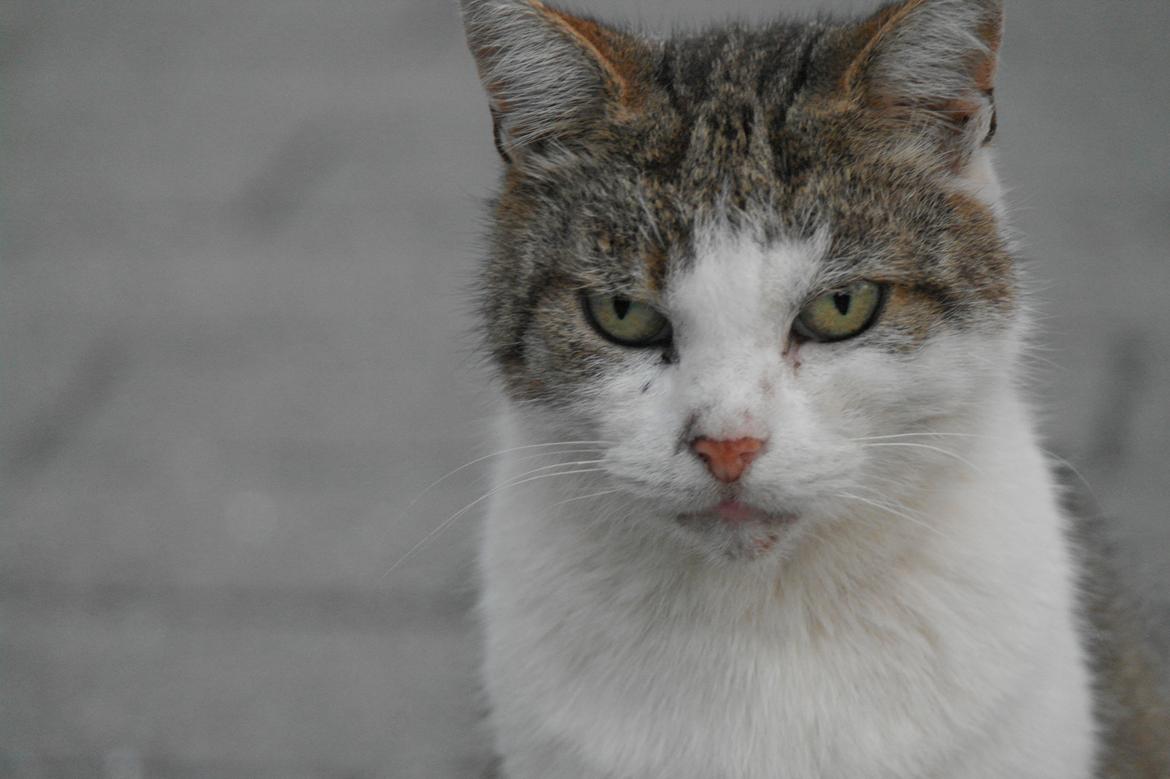 Huskat misser billede 22