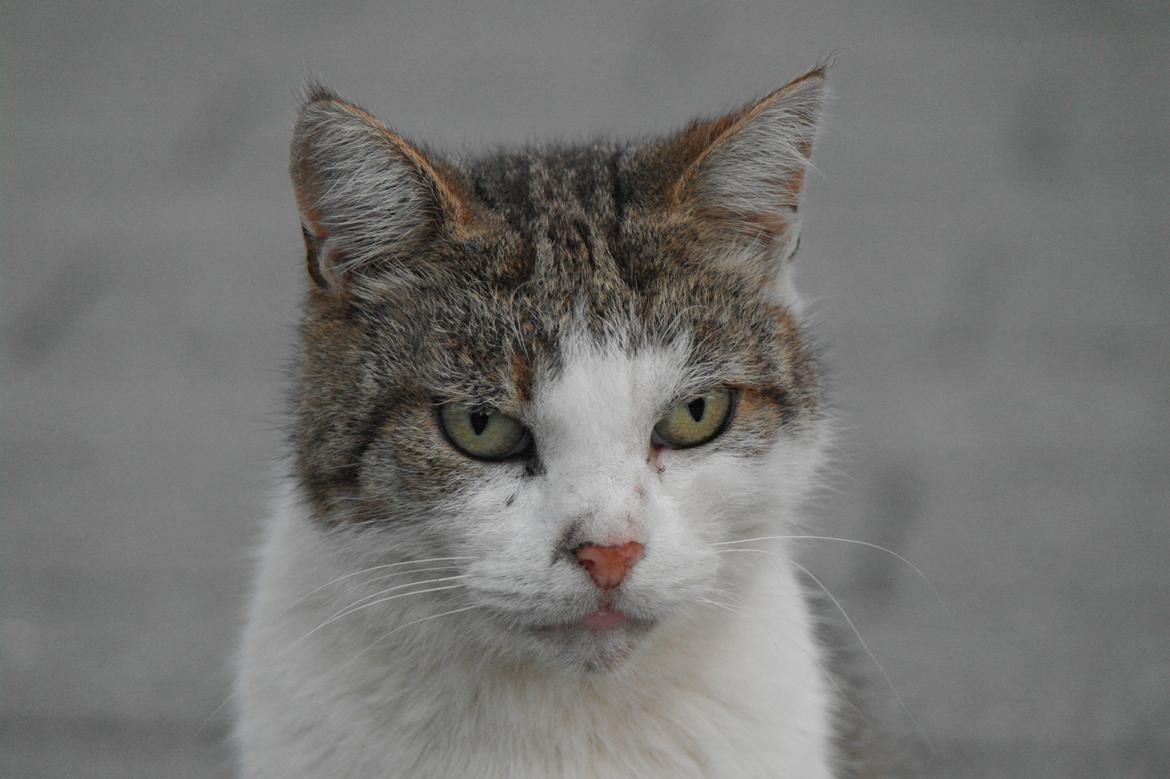 Huskat misser billede 23