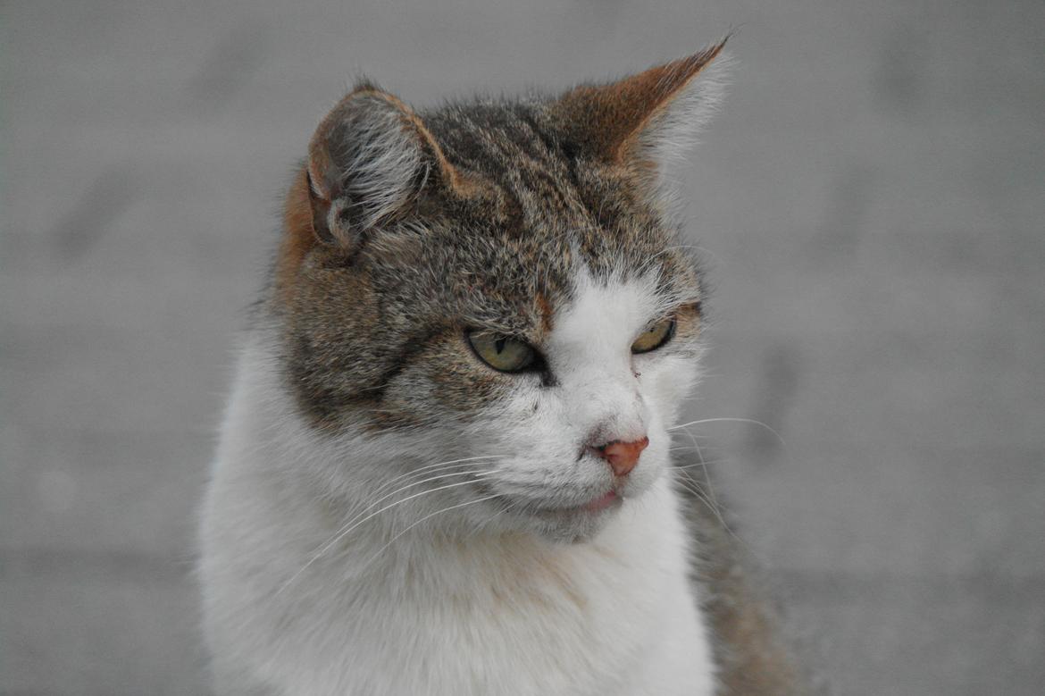Huskat misser billede 24