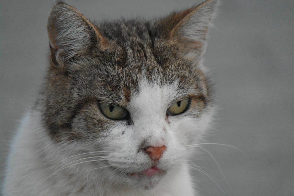 Huskat misser billede 25