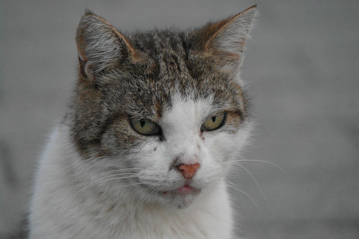 Huskat misser billede 26
