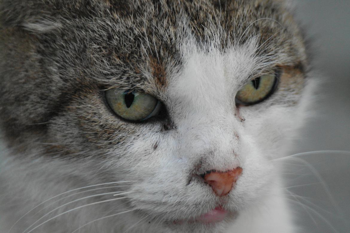 Huskat misser billede 9
