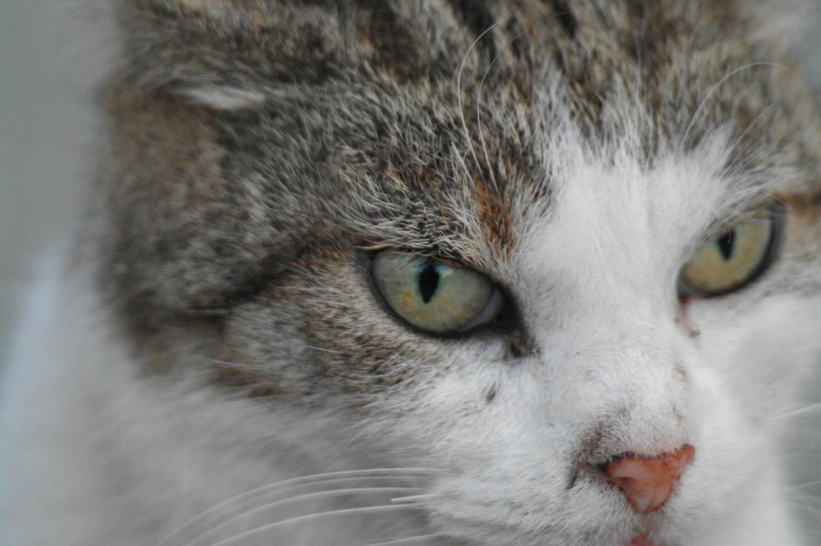 Huskat misser billede 19