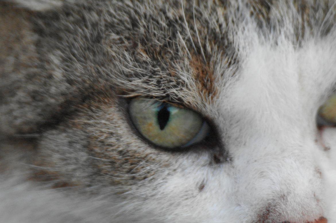 Huskat misser billede 15