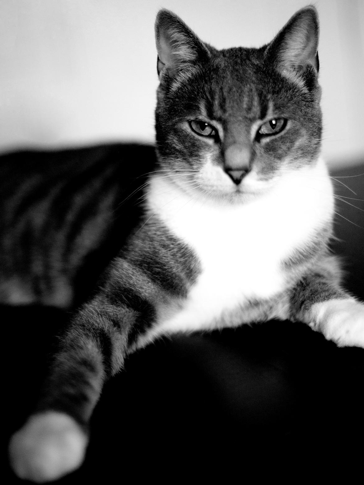 Huskat Pushkin billede 1