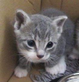 Huskat Pushkin billede 2