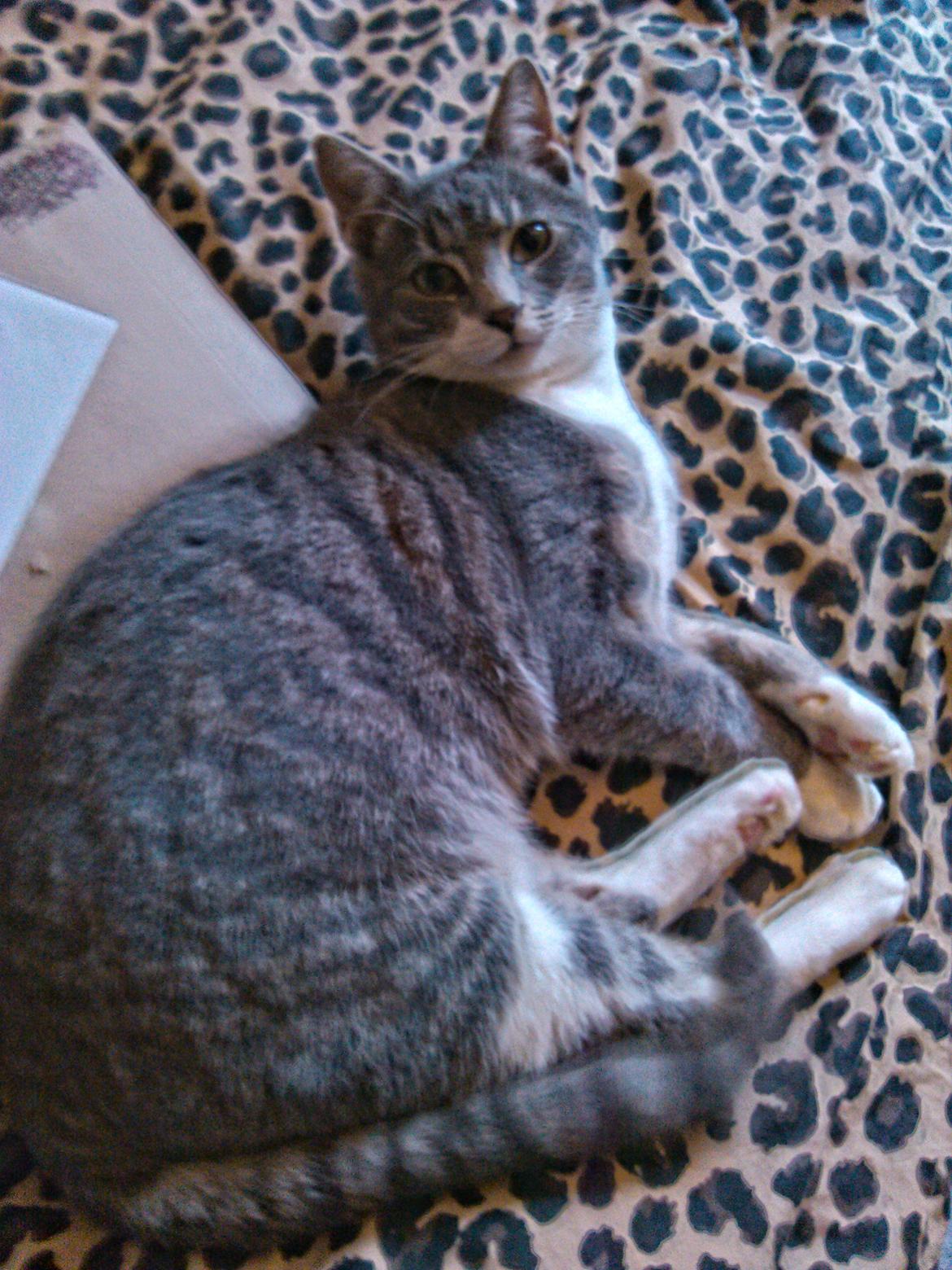 Huskat Pushkin billede 3