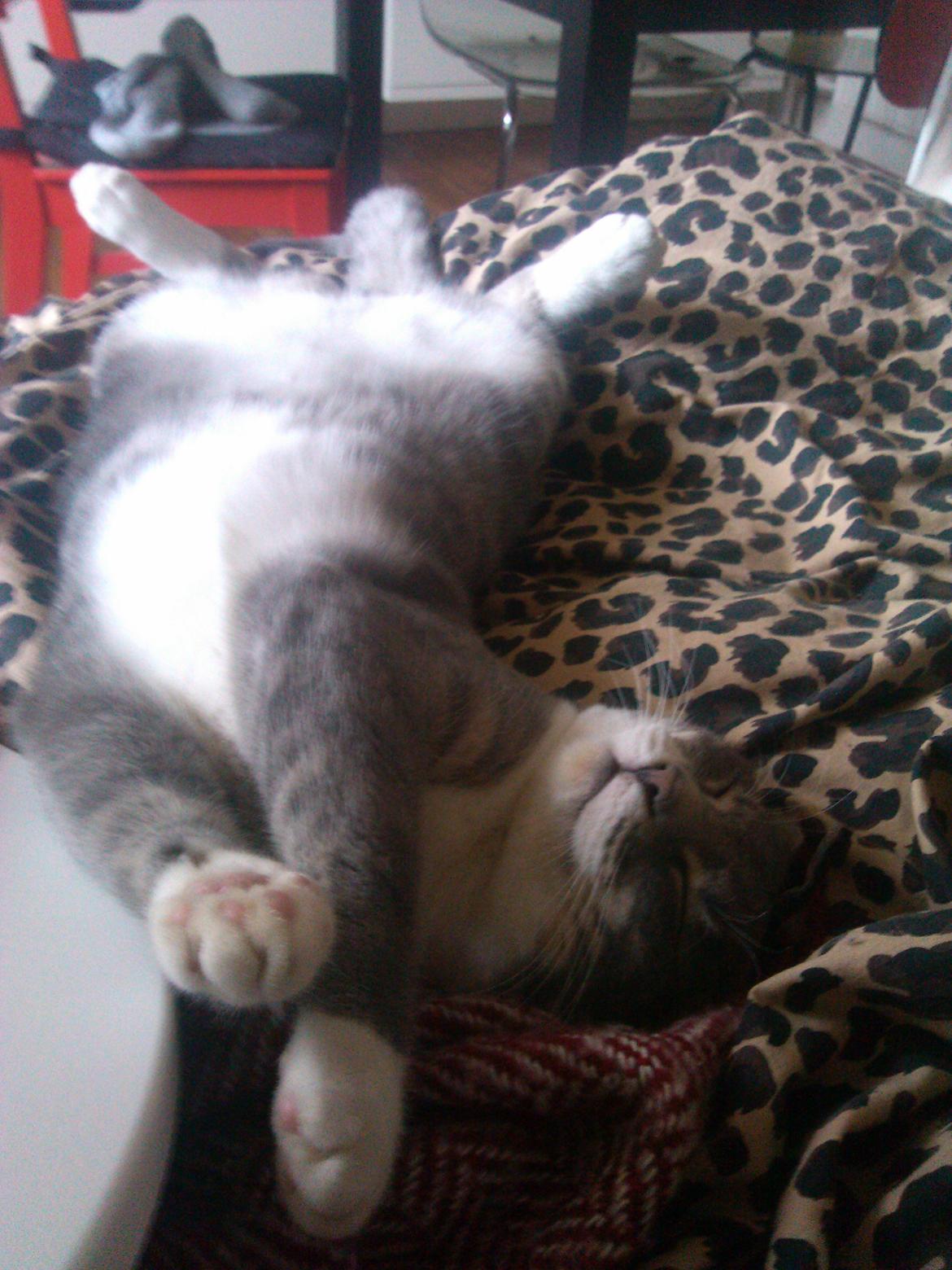 Huskat Pushkin billede 4