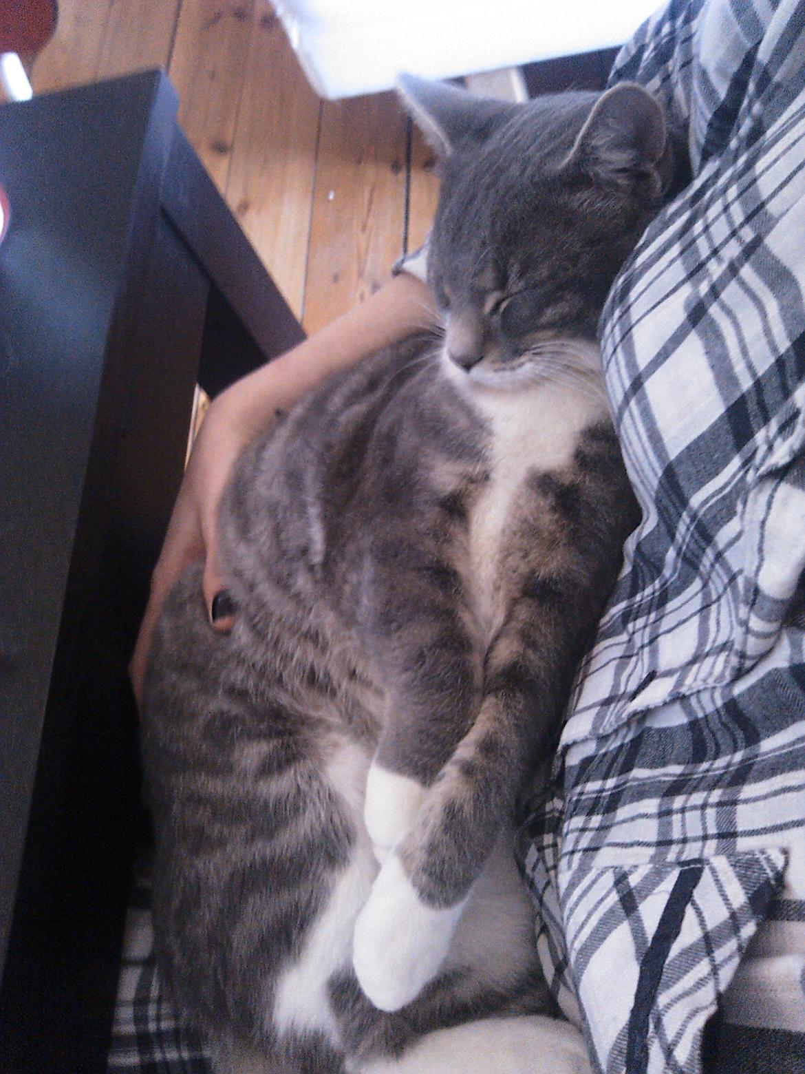 Huskat Pushkin billede 6