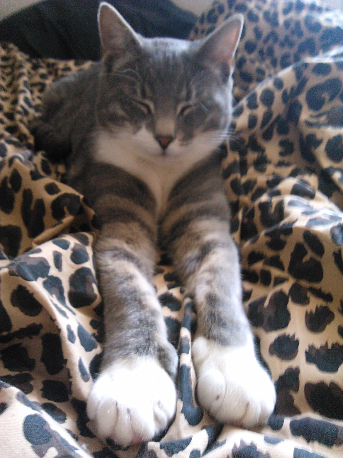 Huskat Pushkin billede 7