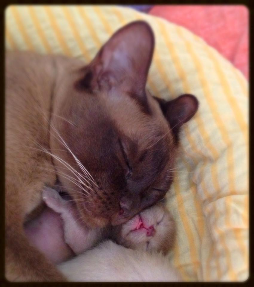 Burmeser Fieldstones Magija billede 4