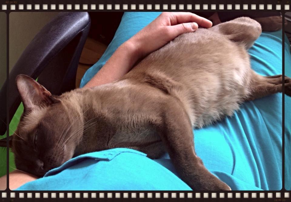 Burmeser Fieldstones Magija billede 3