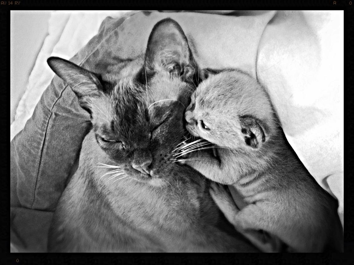 Burmeser Fieldstones Magija billede 1