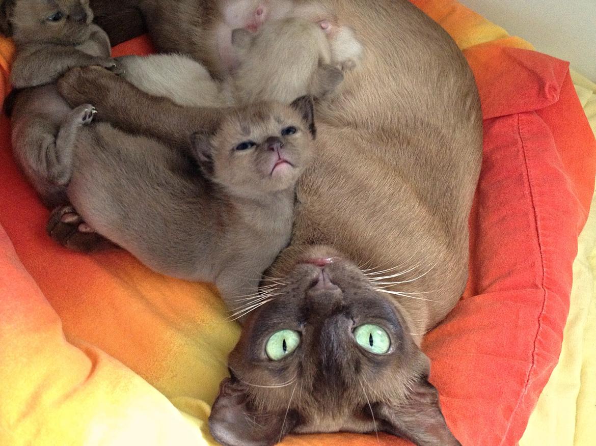 Burmeser Fieldstones Magija billede 2