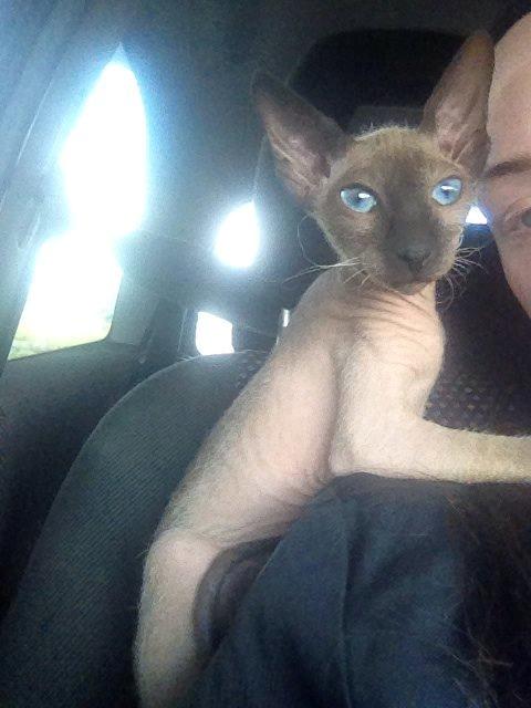 Sphynx Isabella *BABY* - Lige da vi hentede hende og kørte hjem med hende.  billede 20
