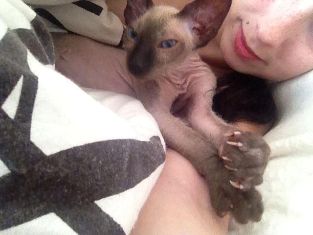 Sphynx Isabella *BABY* billede 12