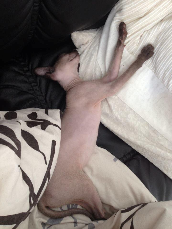 Sphynx Isabella *BABY* - "JAJA MOR, DER ER PLADS I DEN ANDEN ENDE AF SOFAEN TIL DIG, FOR JEG LIGGER JO BARE LIGE HER OG SOVER.............."  billede 14