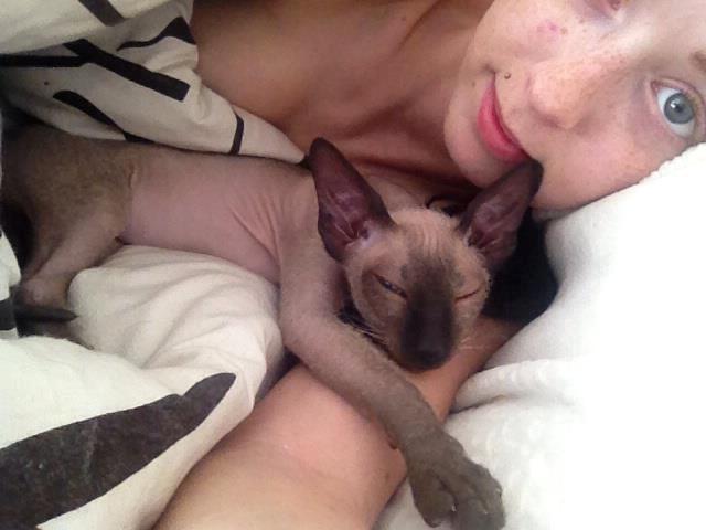 Sphynx Isabella *BABY* billede 15