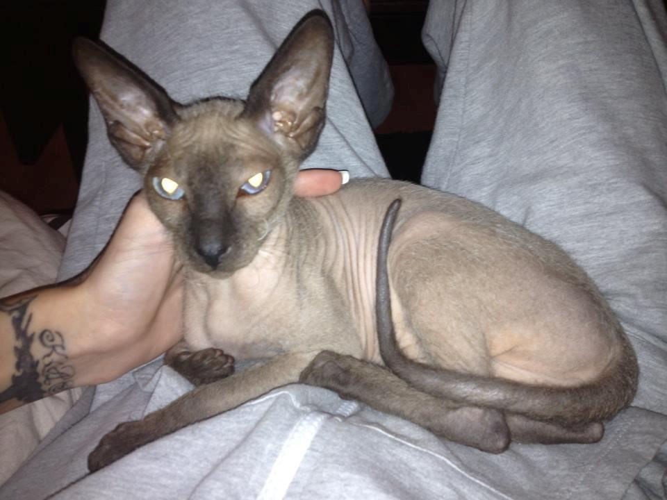 Sphynx Isabella *BABY* billede 17