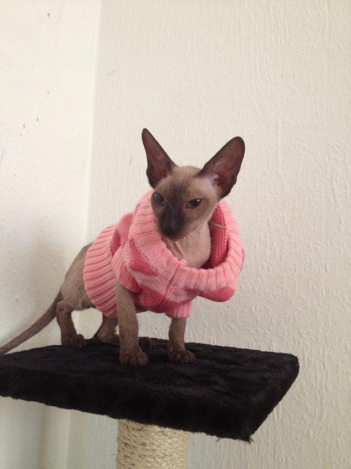 Sphynx Isabella *BABY* - Prinsessen med hendes pullover :) billede 6