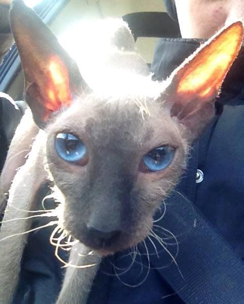 Sphynx Isabella *BABY* - I bilen da vi var på vej hjem med hende. billede 18