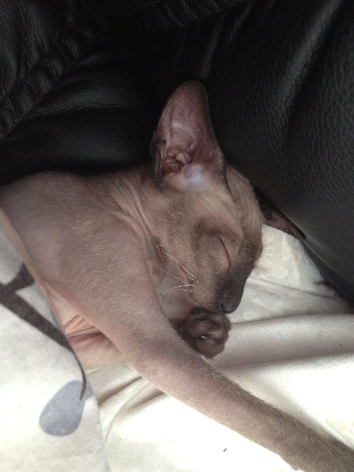 Sphynx Isabella *BABY* billede 11