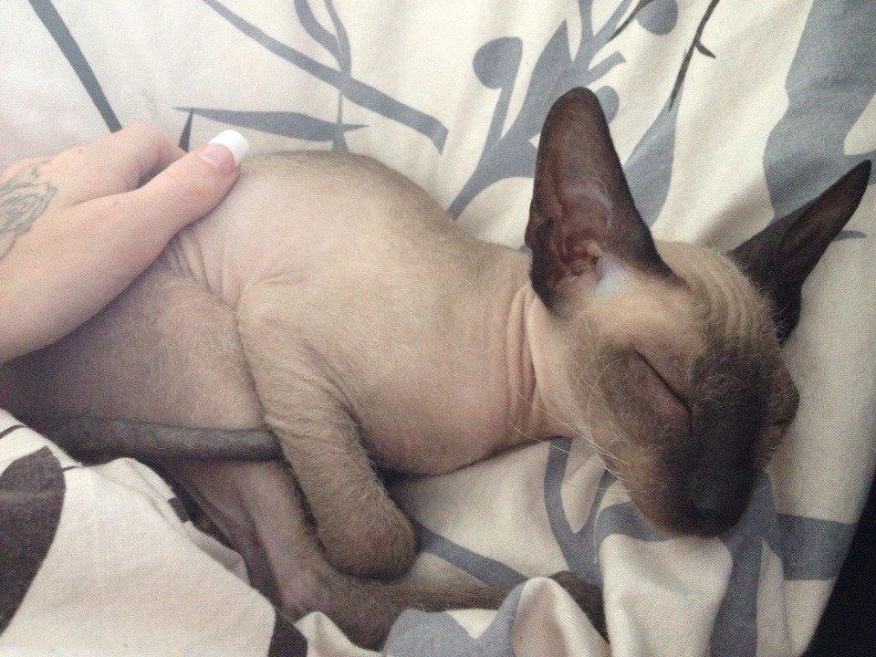 Sphynx Isabella *BABY* billede 19