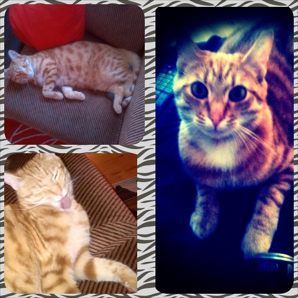 Huskat Teemo billede 11