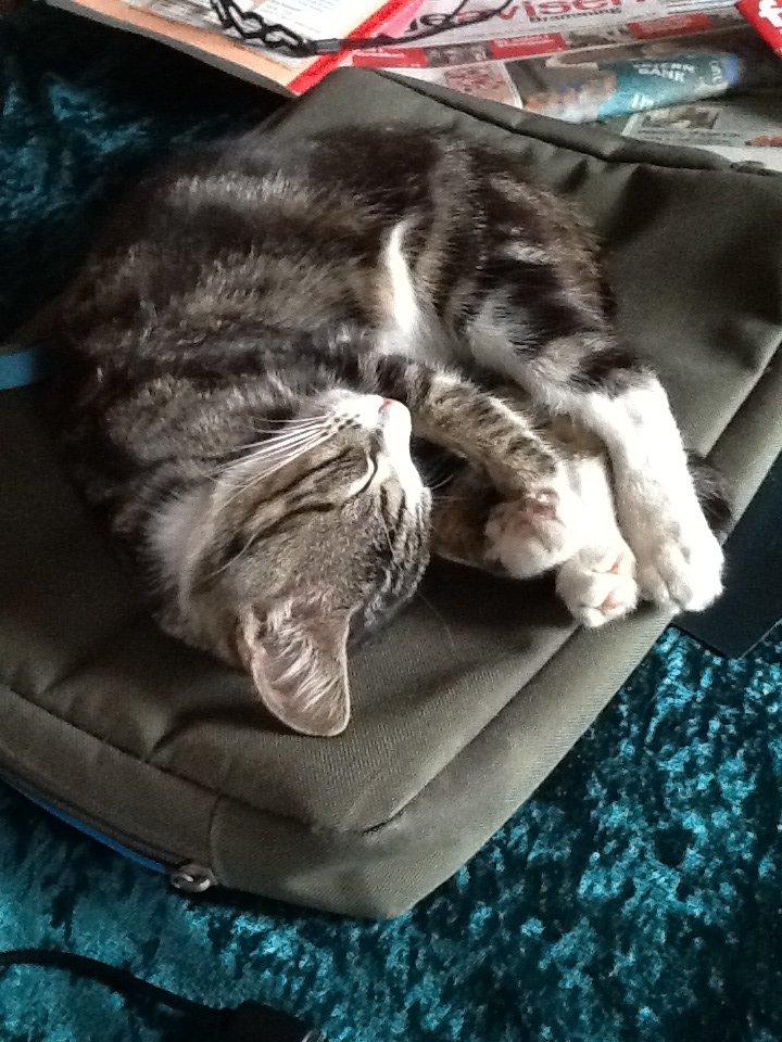 Huskat simba billede 1