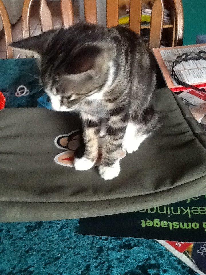 Huskat simba billede 7