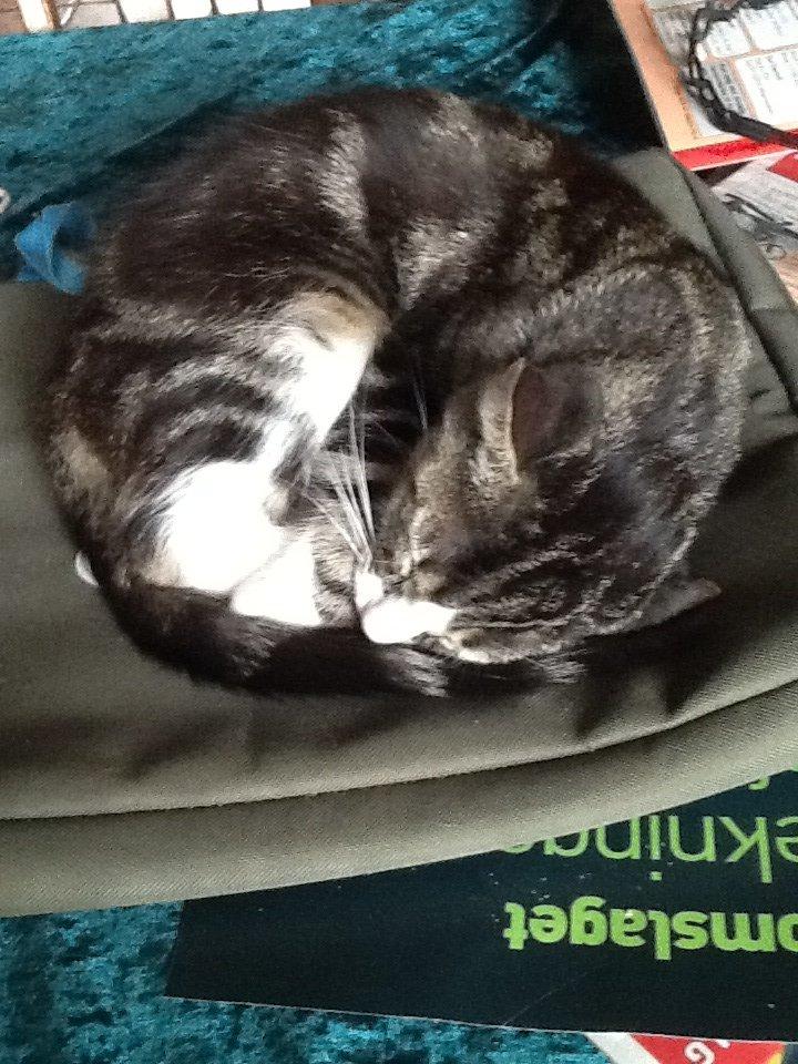 Huskat simba billede 8