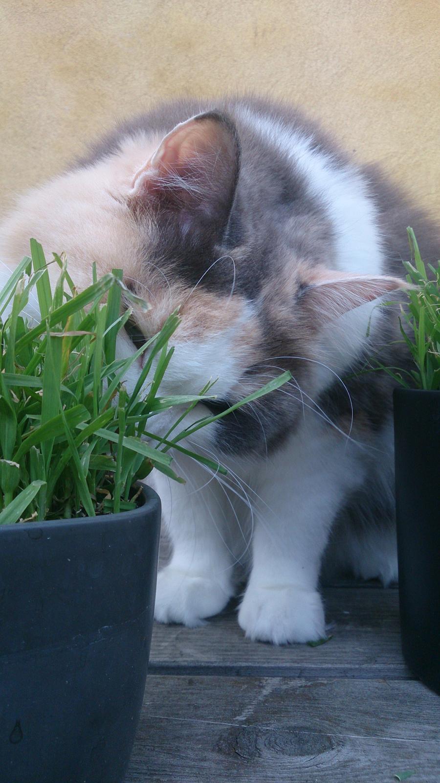 Ragamuffin Amatissimi VooDooChild Of Black Oak billede 7