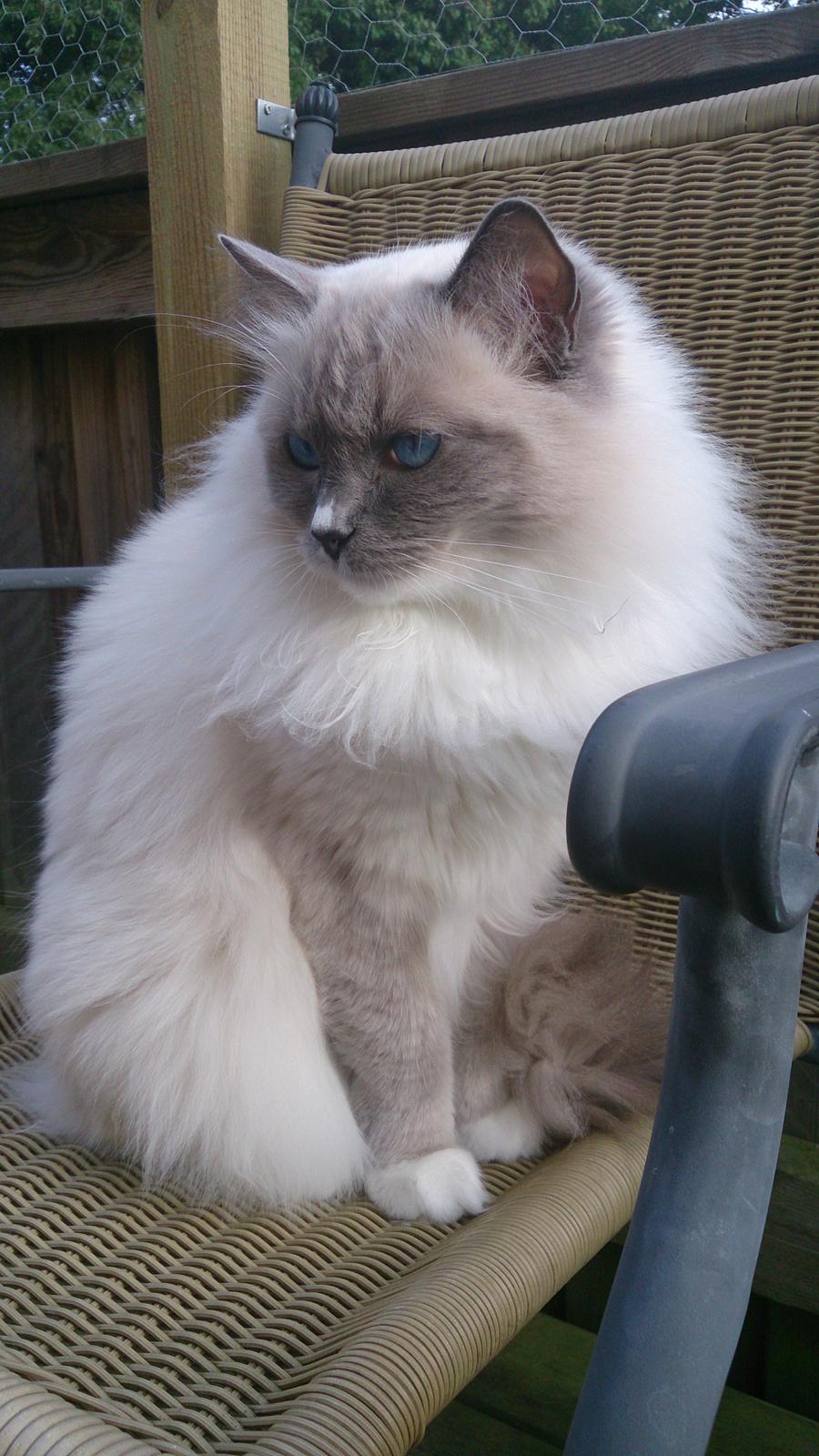 Ragdoll GCA(TICA) PR(FIFe) DK Magicland's Lady Gaga billede 1