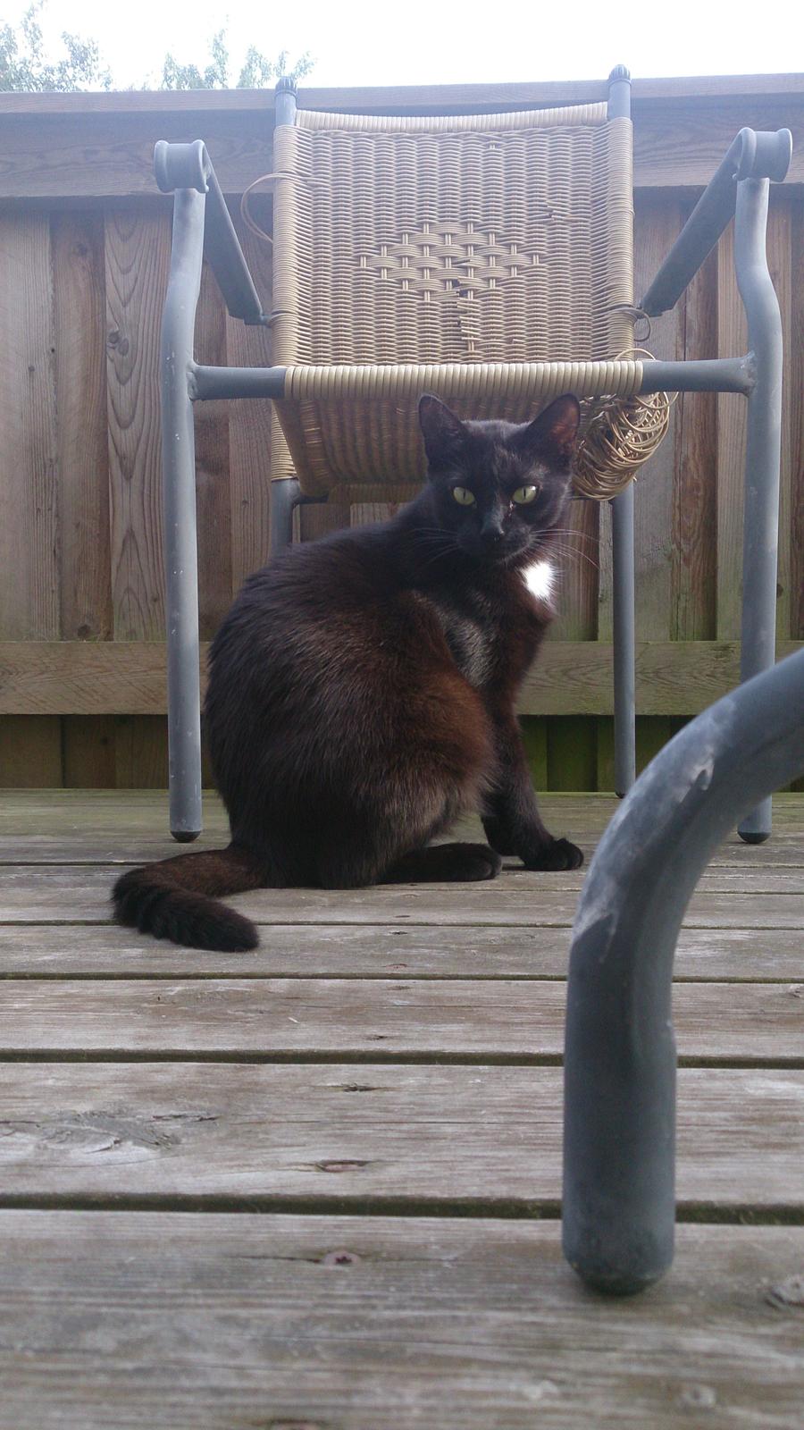 Huskat Darling billede 2