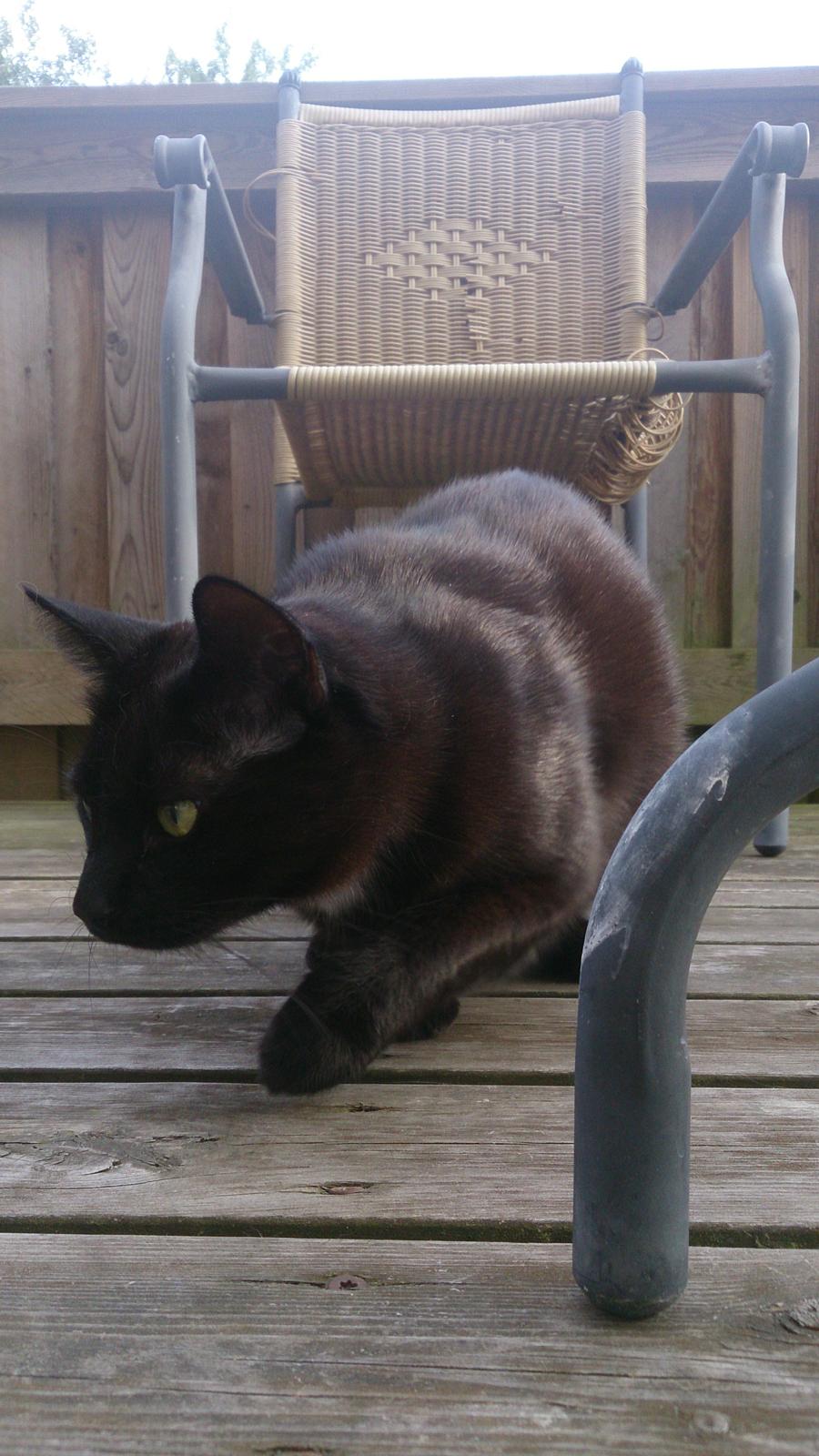 Huskat Darling billede 3