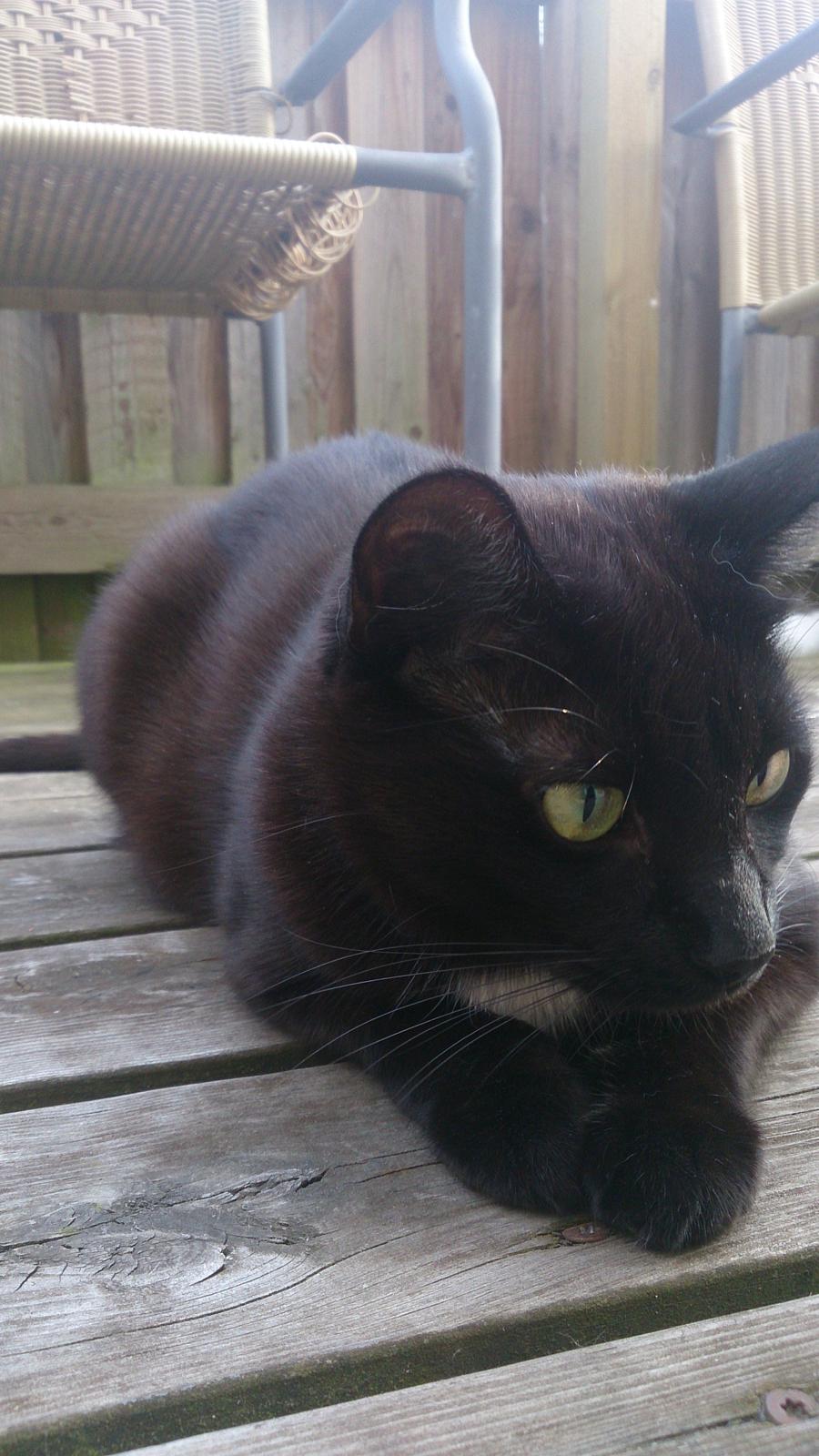 Huskat Darling billede 6