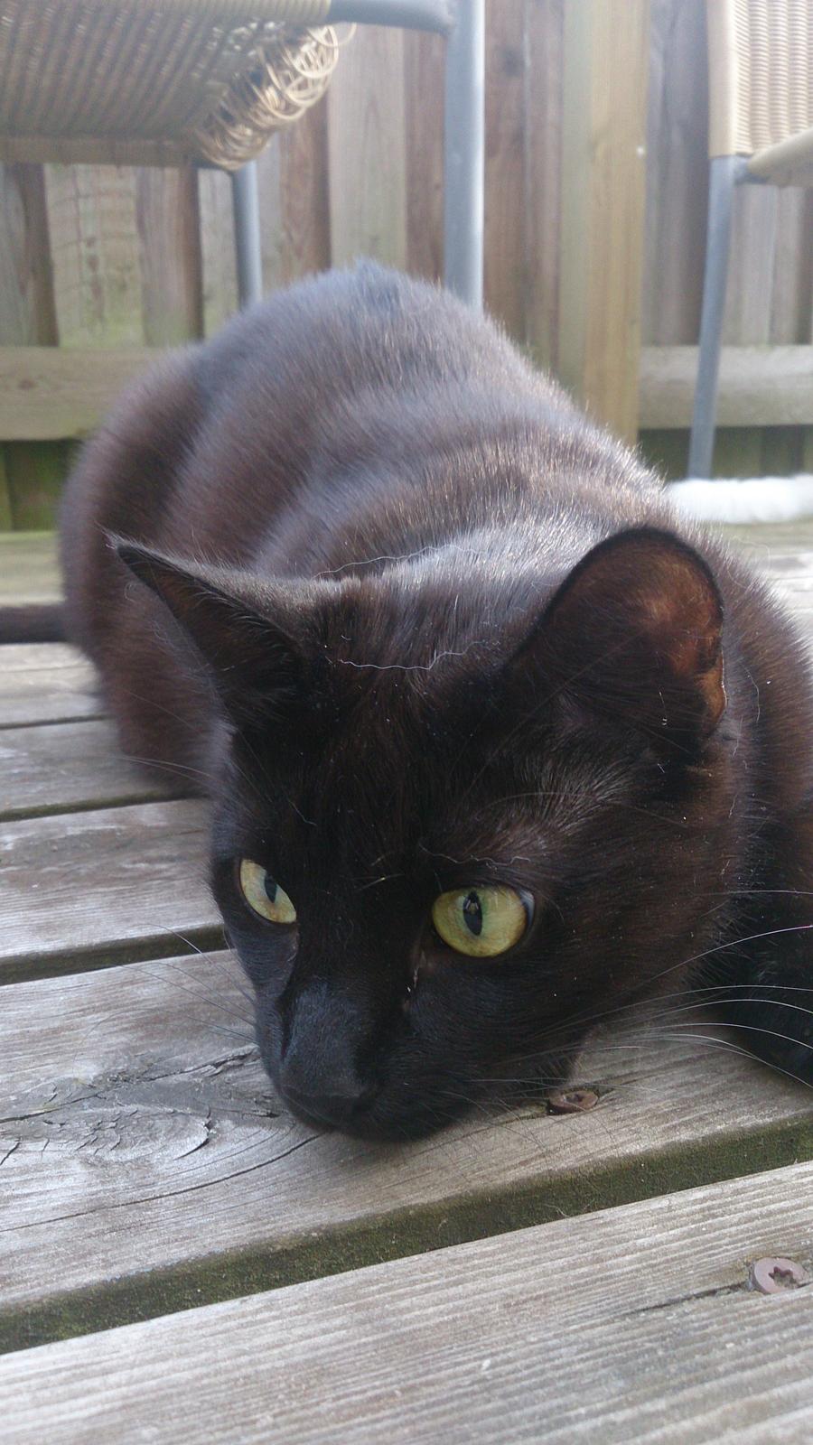 Huskat Darling billede 7