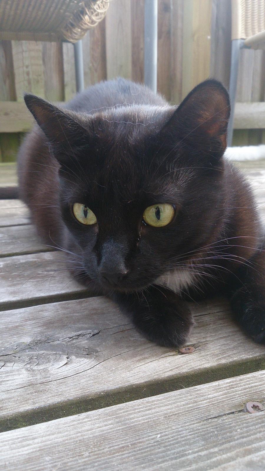 Huskat Darling billede 5