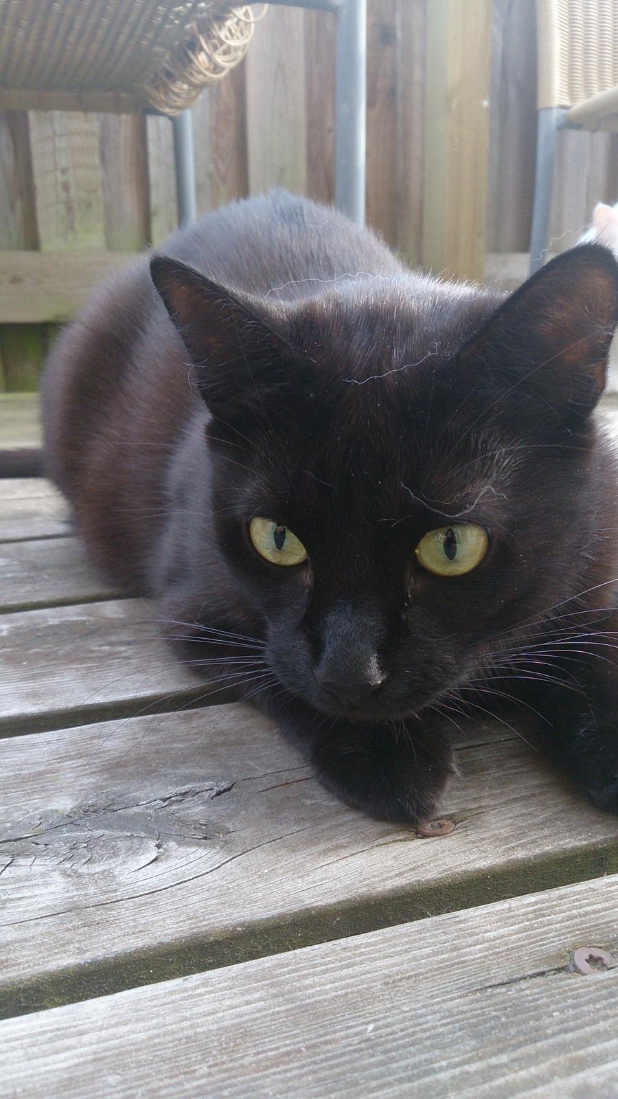 Huskat Darling billede 1