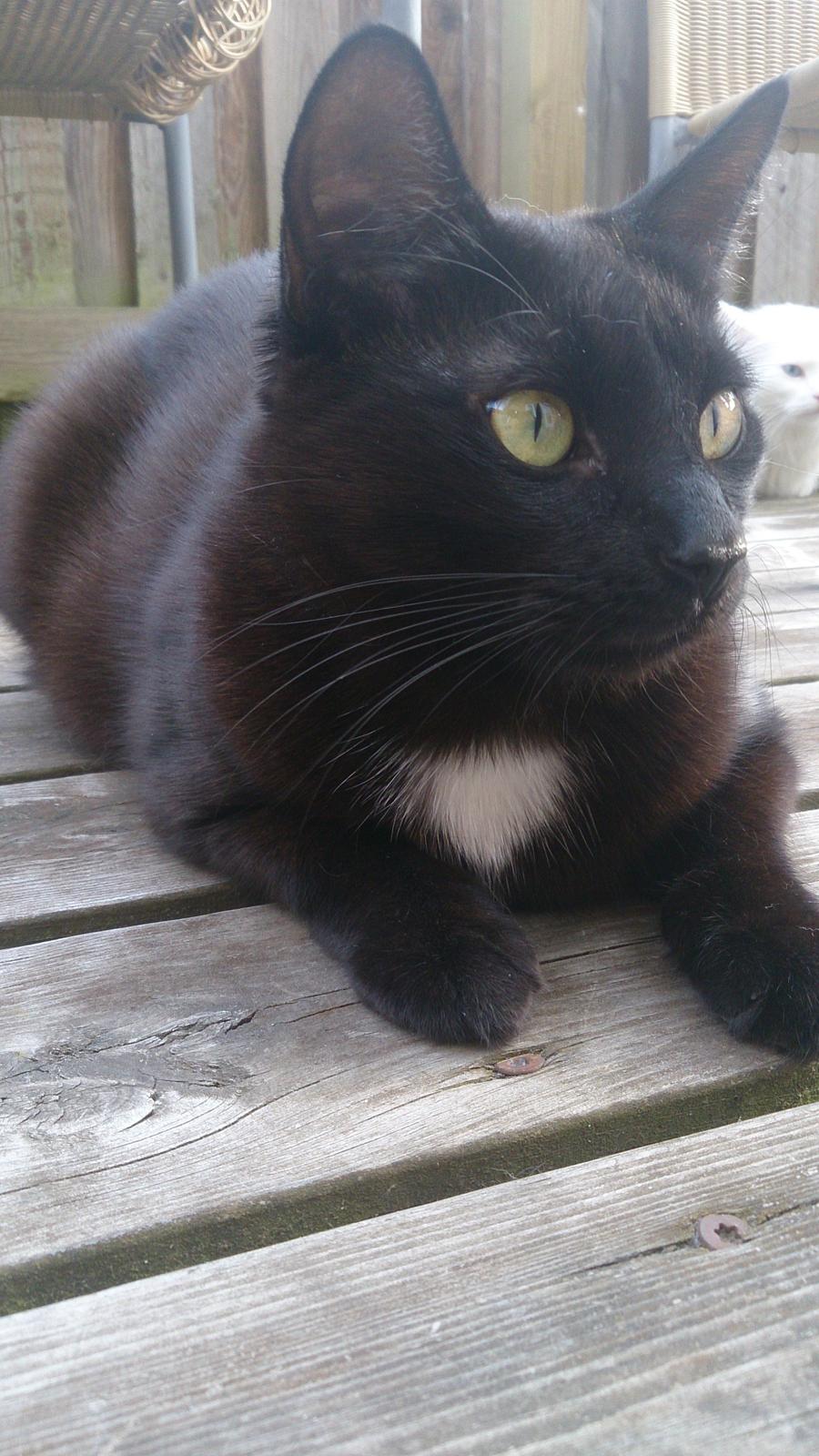 Huskat Darling billede 4