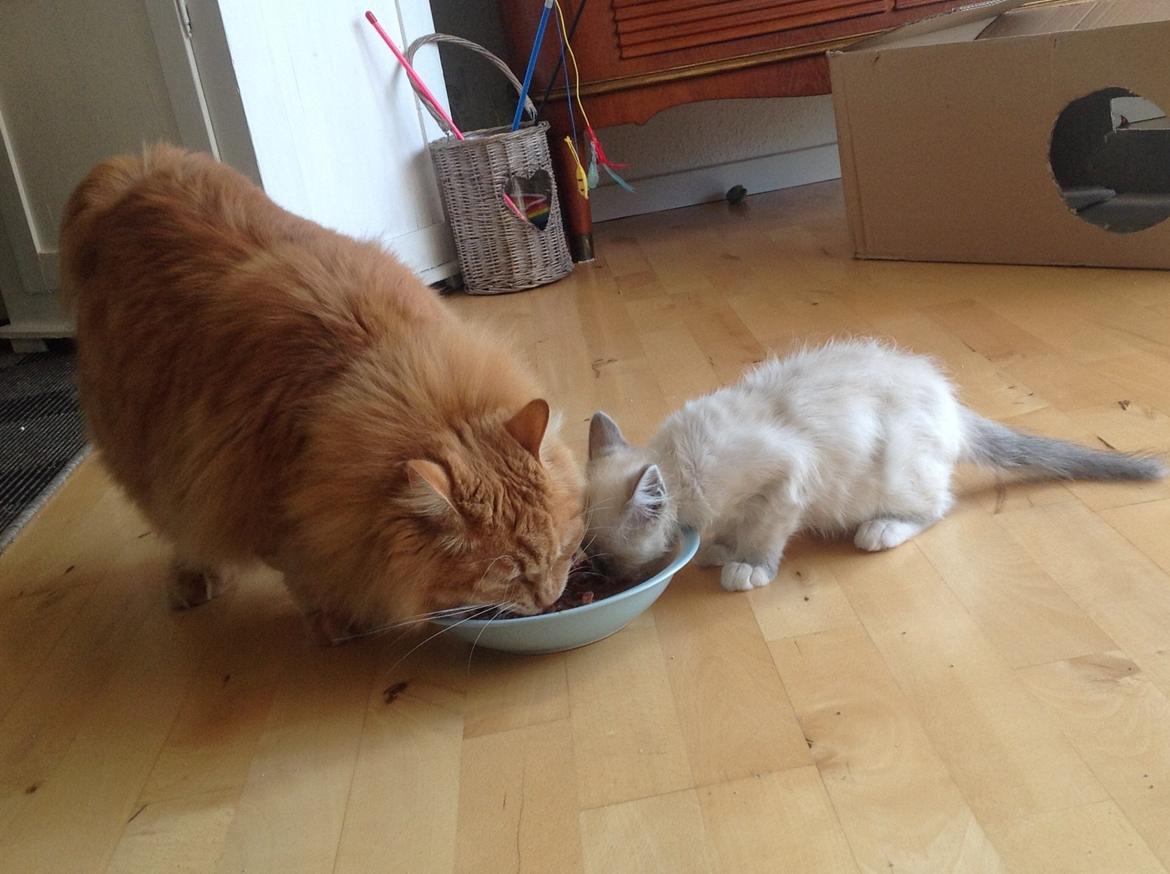 Hellig Birma Con Meo's Danish Dynamite = Mitti over regnbuen billede 12