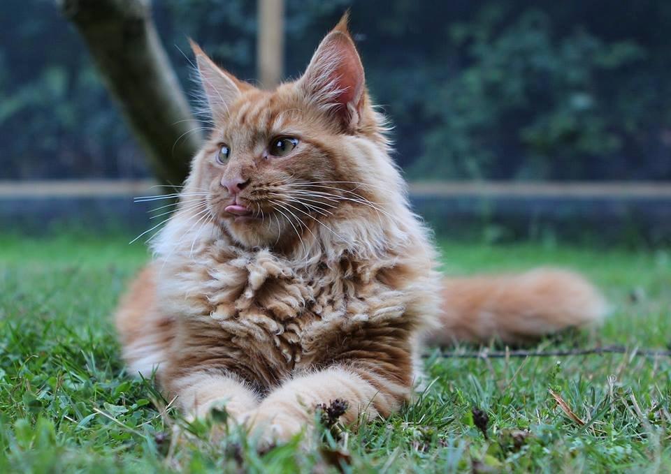 Maine Coon Leopold Firefox billede 7