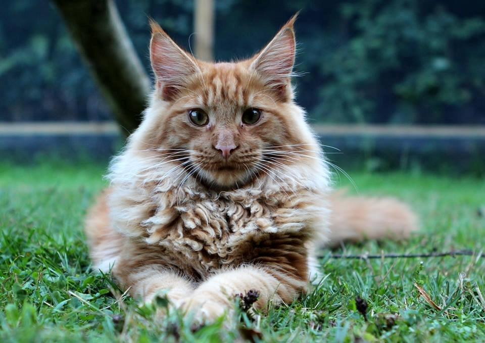 Maine Coon Leopold Firefox billede 6