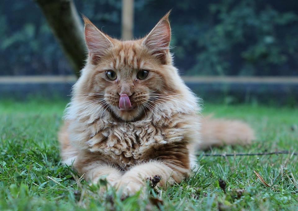 Maine Coon Leopold Firefox billede 8