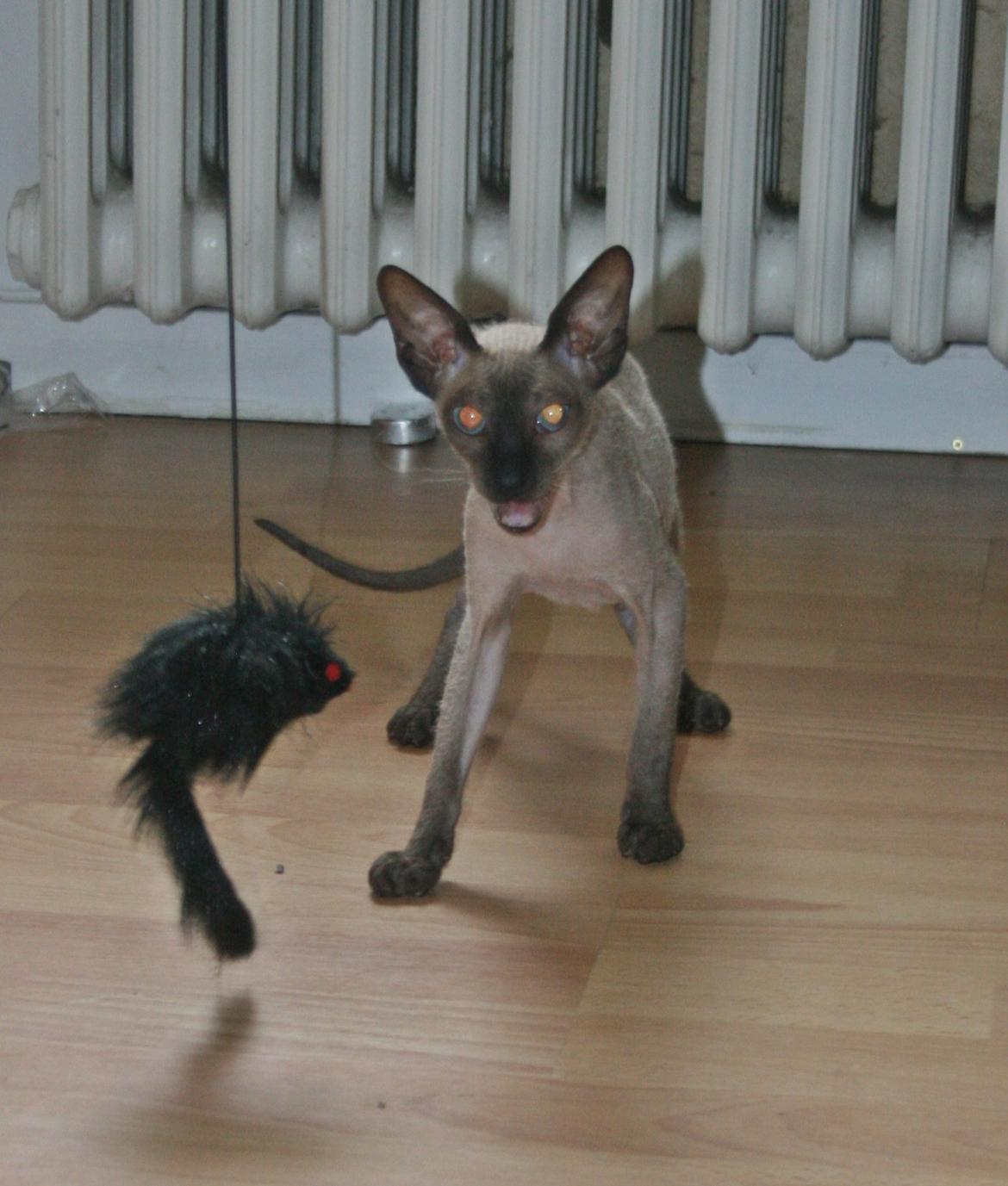 Sphynx Isabella *BABY* billede 21