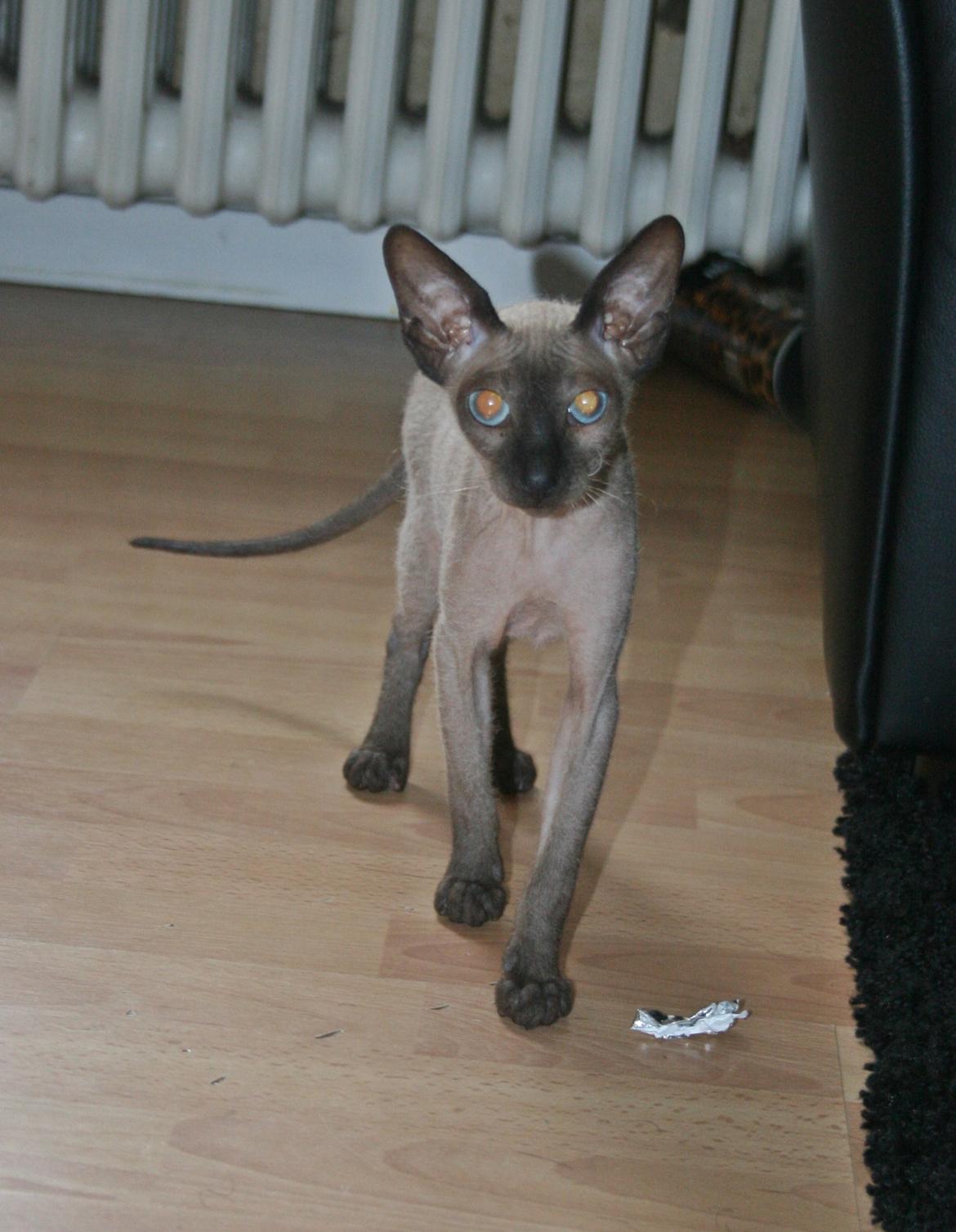 Sphynx Isabella *BABY* billede 22