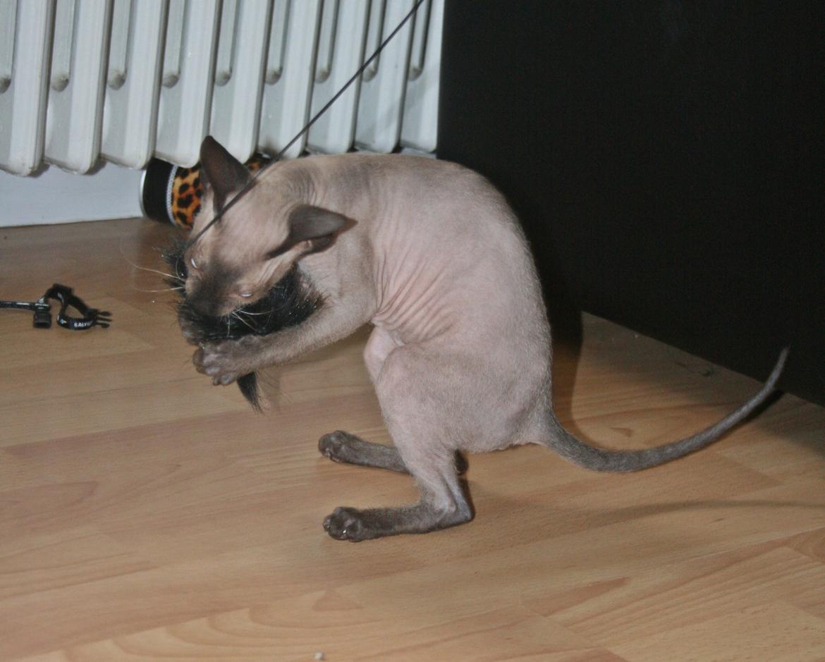 Sphynx Isabella *BABY* billede 23