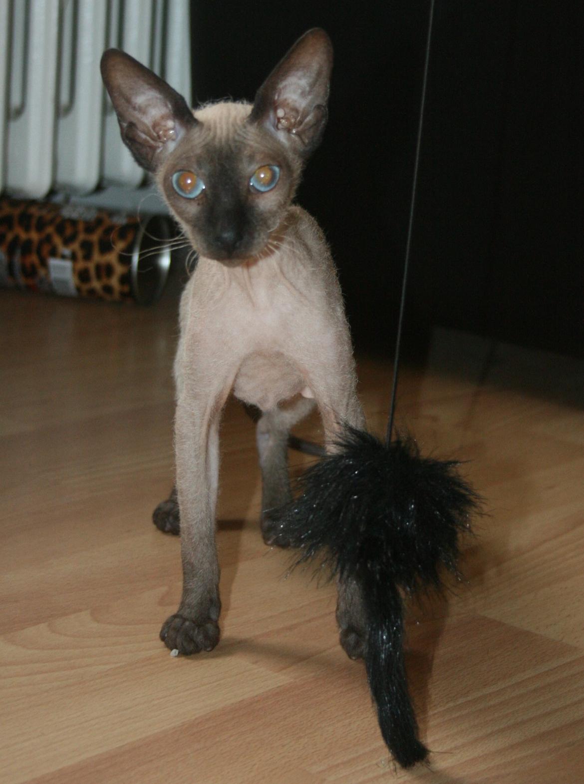Sphynx Isabella *BABY* billede 24