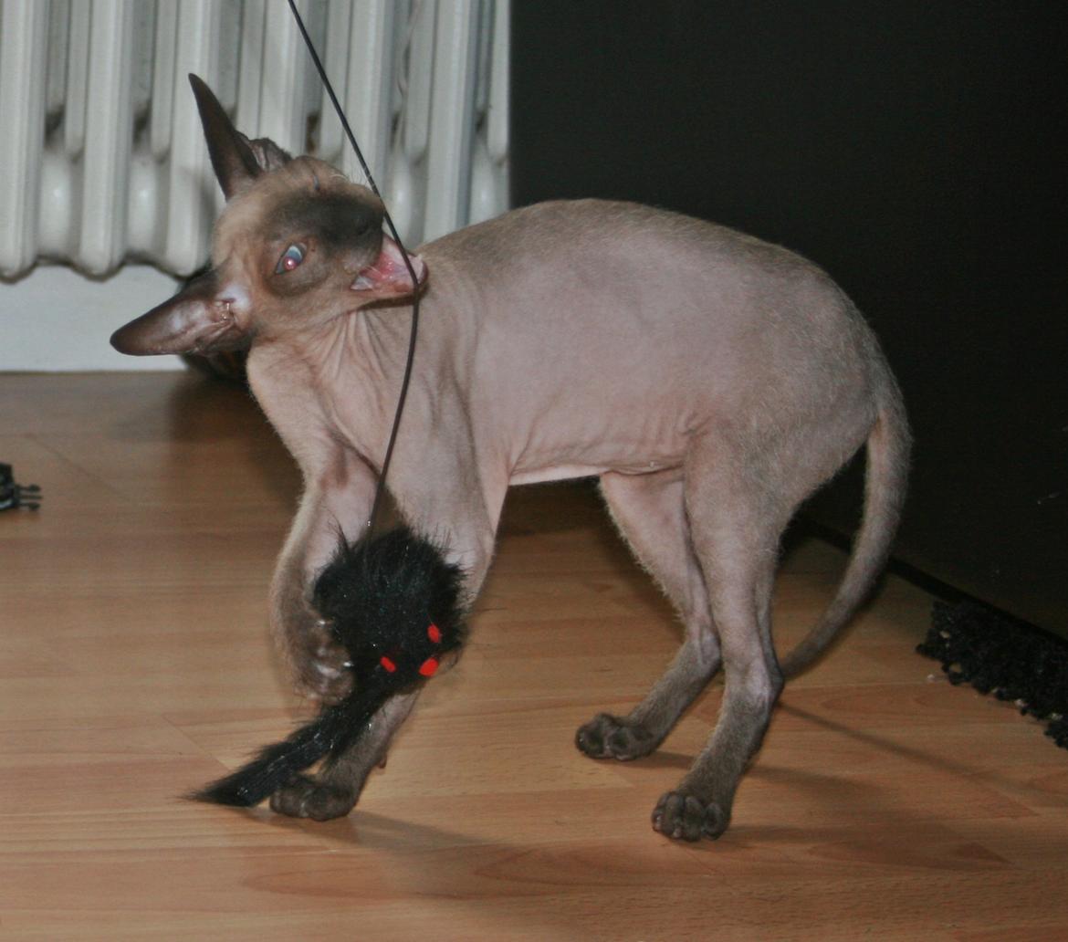 Sphynx Isabella *BABY* billede 25